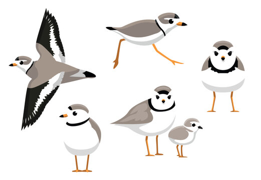 Piping Plover Bird Poses Vector Illustration