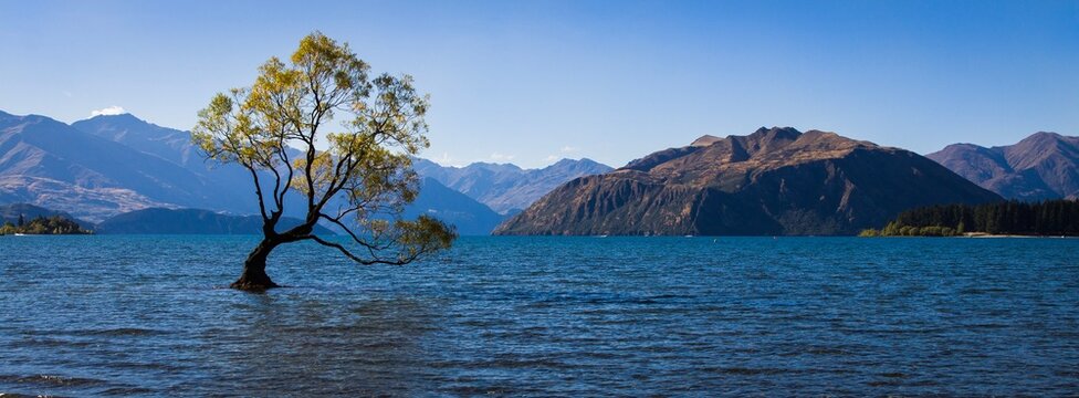 That Wanaka Tree - Lone tree in New Zealand