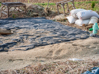 Rice grain that has been separated from the stem after harvesting.