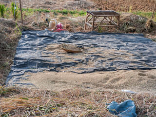 Rice grain that has been separated from the stem after harvesting.
