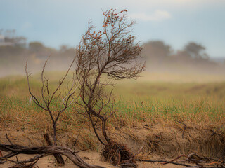 Driftwood On Beach Misty Dreaming