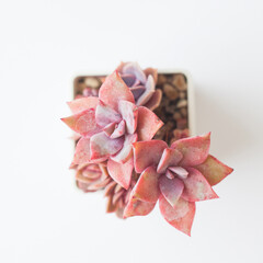 Red Korean Succulent Graptoveria Douglas Huth sp on white background