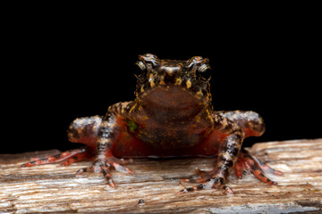 Bleeding Toad or Leptophryne cruentata closeup on stone, Leptophryne cruentata closeup on isolated background