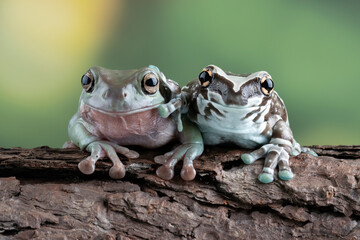 The Amazon milk frog (Trachycephalus resinifictrix) closeup on wood, Panda bear tree frog on branch