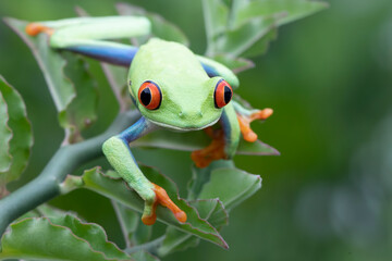 Red-eyed tree frog sitting on green leaves, red-eyed tree frog (Agalychnis callidryas) closeup