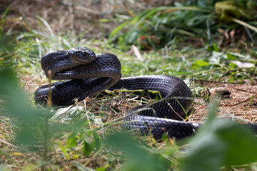 Sulawesi Mangrove Snake (Boiga dendrophila gemmicincta) Black Morph closeup, Boiga dendrophila gemmicincta ready to attack