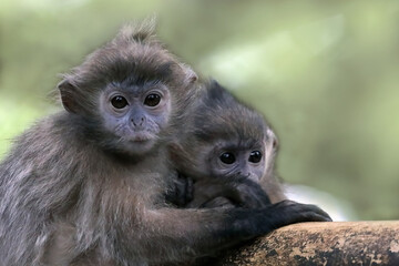 Two young Javan langur monkey (Trachypithecus auratus) closeup, Javanese langur monkey closeup