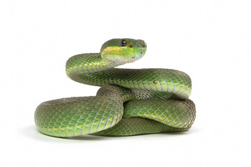 Trimeresurus Insularis closeup on isolated background, Indonesian viper snake closeup