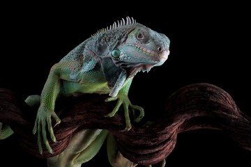 Green Iguana closeup on branch, Green Iguana on branch with black background, animal closeup