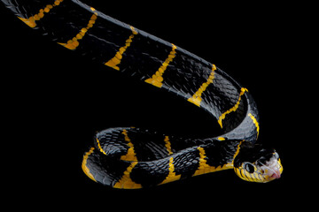 Boiga snake dendrophila yellow ringed on isolated background, Boiga dendrophila closeup, animal closeup, animal attack