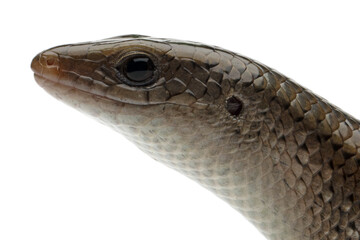 Fototapeta premium Eutropis multifasciata lizard closeup head, Eutropis Multifasciata lizard isolated on white background