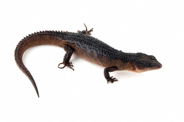 Sulawesi spiny water skink 
