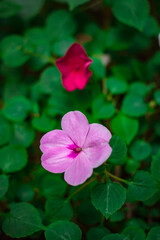 Impatiens walleriana Hook.f., Impatiens walleriana flowers at park.