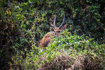 Lake Manyara Nationalpark