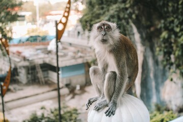 a long macaque