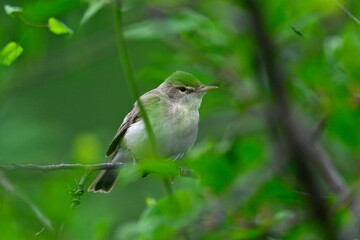 Obraz premium Blaßspötter // Eastern olivaceous warbler (Iduna pallida) - Kerkini-See, Griechenland