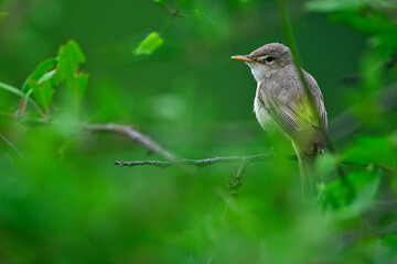 Blassspötter // Eastern olivaceous warbler (Iduna pallida) - Kerkini-See, Griechenland