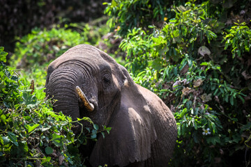 Elefanten im Lake Manyara Nationalpark