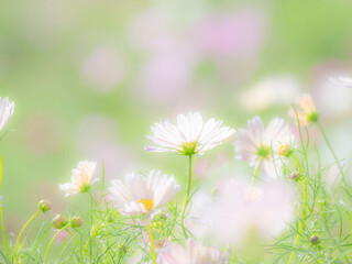 秋の公園や花壇を彩るコスモスのある風景。背景。自然風景素材。