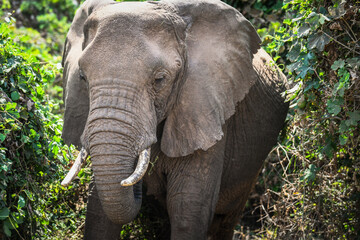 Elefanten im Lake Manyara Nationalpark