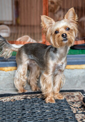 A small dog with a short coat stands on a mat