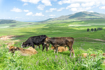 Several cows grazing and lying on green grass on top of a mountain. Hills and mountain landscape in...