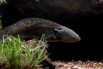 Black Axolotl salamander in underwater closeup, Axolotl salamander on isoated background