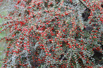 Cotoneaster horizontalis. Branches with red berries and green leaves.