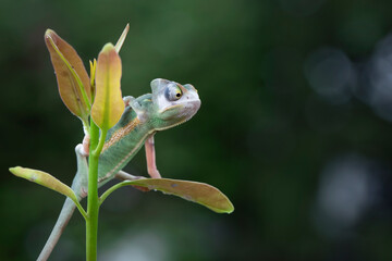 Baby High Pied veiled chameleon on branch, Baby High Pied veiled chameleon closeup on green leaves