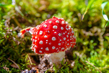 Mushroom fly agaric grows on green moss
