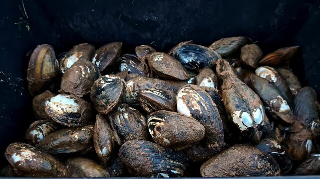Pullback from Swan mussel or Andonta cygnea showing natural texture and rippling water reflections in tranquil setting