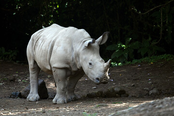 The white rhinoceros, white rhino or square-lipped rhinoceros (Ceratotherium simum) closeup from side view