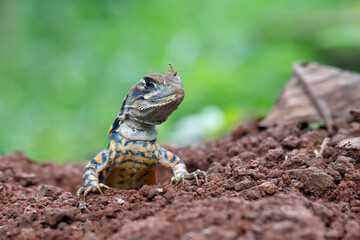 The baby mantis lands on the head of the Butterfly agama lizard, Butterfly agama lizard (leiolepis belliana) out of the underground hole