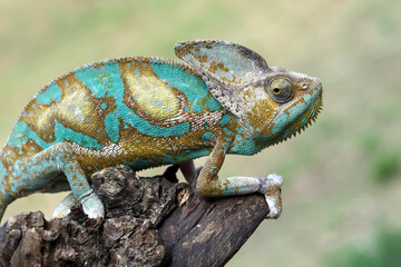 High Pied veiled chameleon on wood, High Pied veiled chameleon closeup with natural background, animal closeup