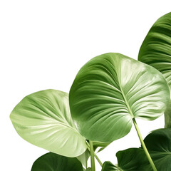 PNG A green wall with Alocasia leaves and shadows nature plant leaf.