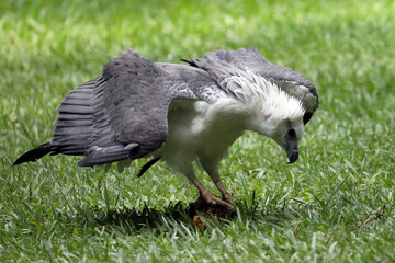 The white-bellied sea eagle Haliaeetus leucogaste catches its prey in the green grass