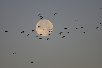 Morning Flight of cormorants against the background of the full moon in the light of the rising sun. © Klimczak-Krajewska