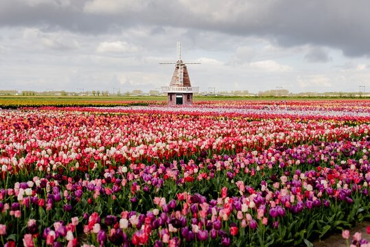 Expansive Tulip Field with Dutch Windmill
