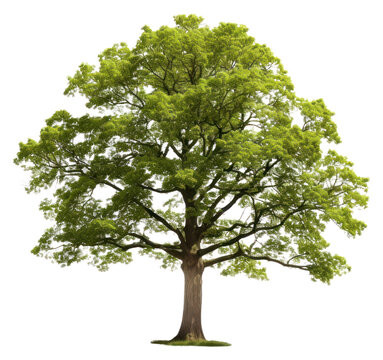 PNG Hazel tree plant white background.
