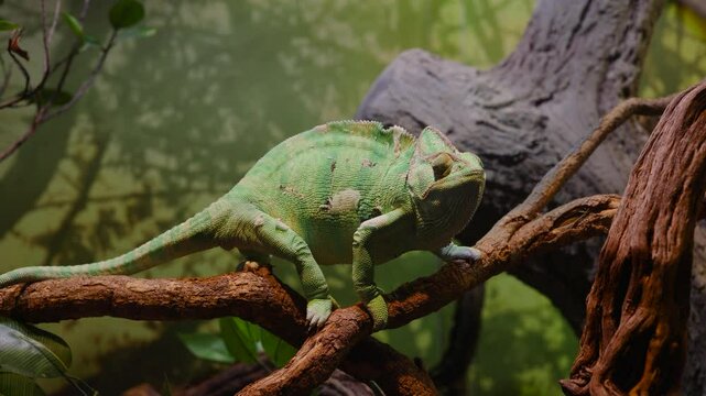 A large green chameleon crawls very slowly along a branch, a water park or a zoo, a hall with lizards