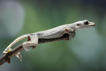 Flying gecko on wood, flying gecko camouflage on wood  with isolated background