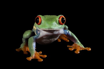 Red-eyed tree frog on black background, red-eyed tree frog (Agalychnis callidryas) closeup