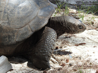Fototapeta premium Riesenschildkröte im Tortoise Sanctuary auf Curieuse, Seychellen