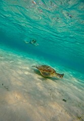 Obraz premium Just a boy chasing a turtle, Gili Air, Lombok, Indonesia