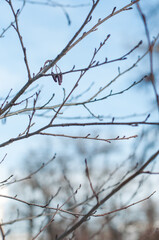 Natural catkins on a tree without leaves in winter.