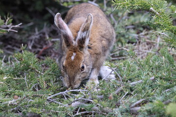 snowshoe hare Newfoundland and Labrador NL, Canada