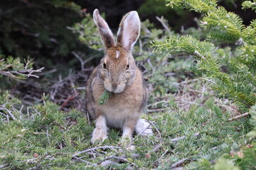 snowshoe hare Newfoundland and Labrador NL, Canada