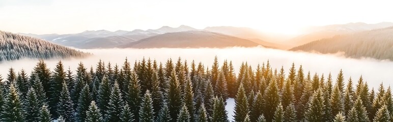 Obraz premium A forest with trees covered in snow and a foggy sky. The trees are tall and the sky is a mix of blue and white