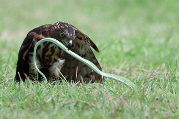 Crested Goshawk bird fighting with snake on the green grass, Crested Goshawk bird eating snake on green grass with natural background