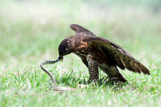 Crested Goshawk bird fighting with snake on the green grass, Crested Goshawk bird eating snake on green grass with natural background - Powered by Adobe